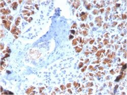BarX1 Antibody (BARX1/2759) - Azide and BSA Free, Novus Biologicals 100
